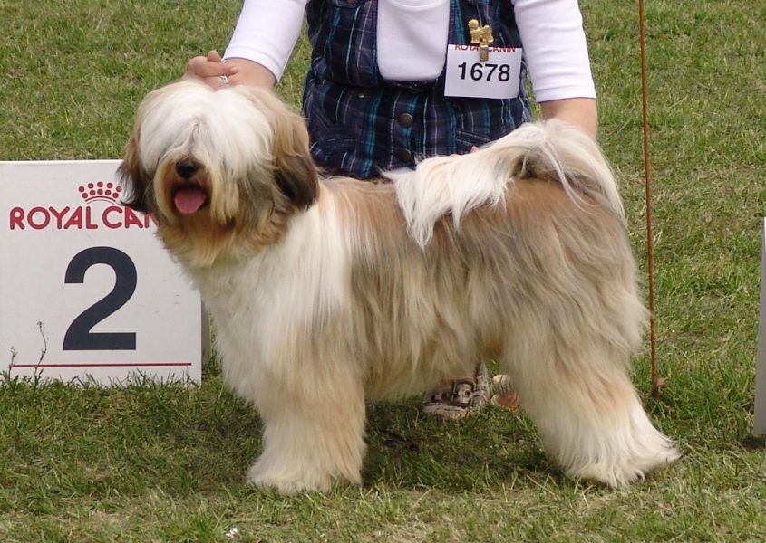 NORBU OF SJO-WHO-SJI-BIB | Tibetan Terrier 