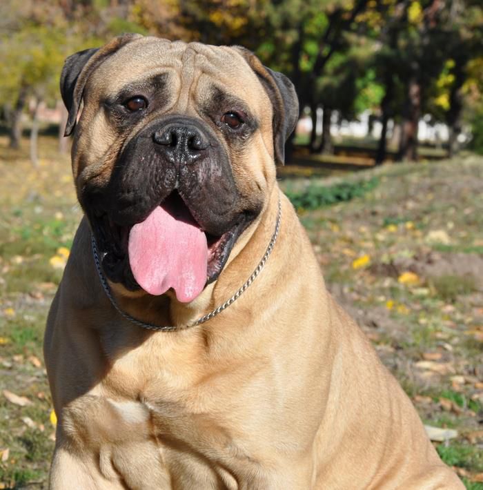 Lucifer the Safety of Flatland | Bullmastiff 