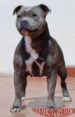 HALLO BABY BLUE DIABELSKI USMIECH | Staffordshire Bull Terrier 