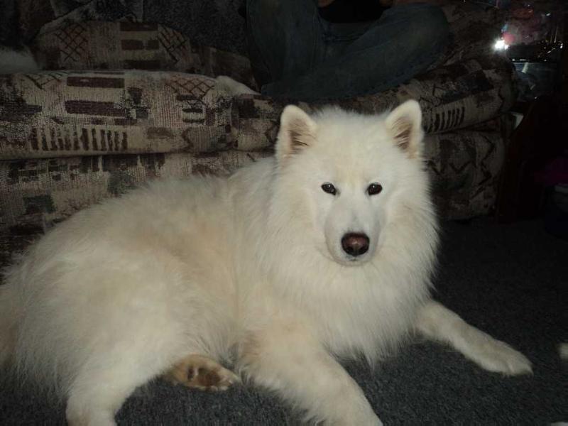 Max XXXVII | Samoyed 