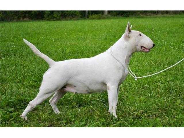 NOVANTAE BELLA MAFIA | Bull Terrier 