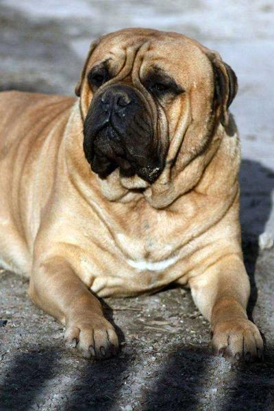 Angel Made For Your Eyes Only | Bullmastiff 