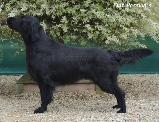 Mandaral First Edition | Flat-Coated Retriever 