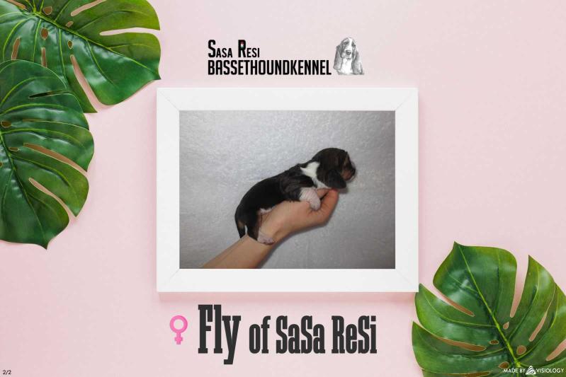 Fly of Sasa Resi | Basset Hound 