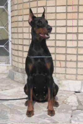 Levormat Kassandra | Black Doberman Pinscher