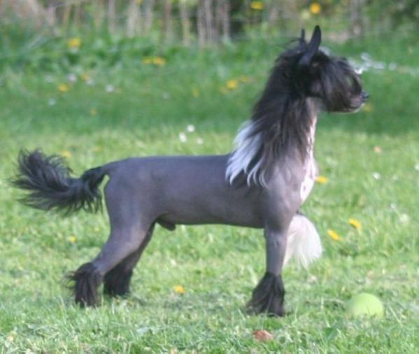 Twice as Nice Midnight Special | Chinese Crested 