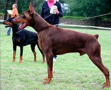 Lord Laudeon Morgantina | Brown Doberman Pinscher