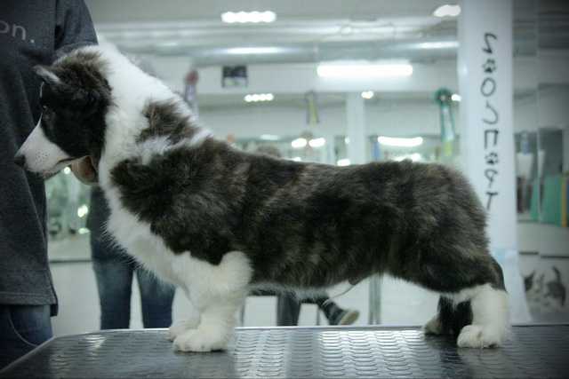 Elfborg Iton Hunt | Cardigan Welsh Corgi 