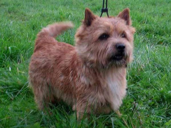 Achill vom Tierfreund | Norwich Terrier 