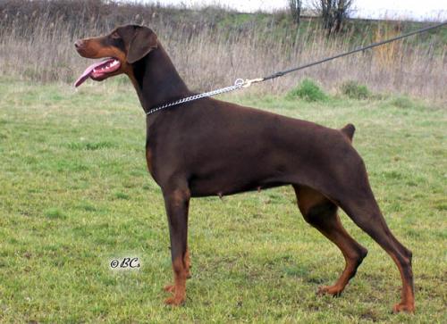 Oli­via del Mediano | Brown Doberman Pinscher