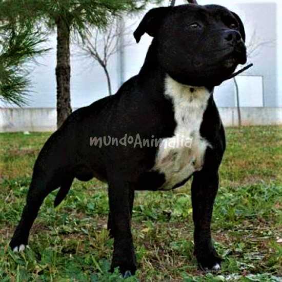 Kanock Hristo | Staffordshire Bull Terrier 