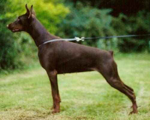 Tahi-Reme Ottilia | Brown Doberman Pinscher