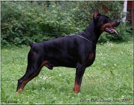 Ulisse Delle Querce Nere | Black Doberman Pinscher