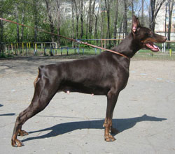 Koppod'Oro Geraldina Gold | Brown Doberman Pinscher