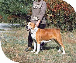 Ak Nukker Giurza | Central Asian Shepherd Dog 
