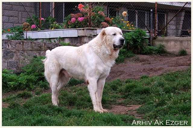 Turkmen kala Surmek | Central Asian Shepherd Dog 