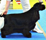 Canyonn Classic Style | English Cocker Spaniel 