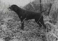 FLORA V HEGE HAUS | German Shorthaired Pointer 