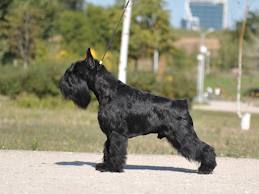 Victorious Star Prize for You | Miniature Schnauzer 