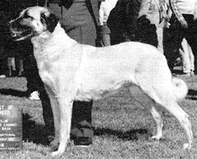 Yildiz Noel Chomar | Anatolian Shepherd Dog 