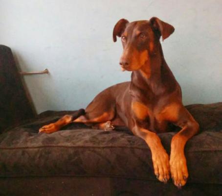 Zura v.d. Groote Maat | Brown Doberman Pinscher