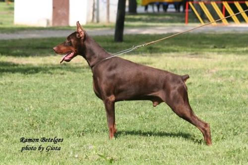 Ramon Betelges | Brown Doberman Pinscher