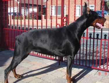 Roulette Betelges | Black Doberman Pinscher