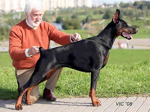 Tais Afinskaya iz Zoosfery | Black Doberman Pinscher