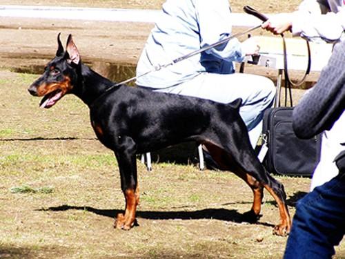 Arni Aristo | Black Doberman Pinscher