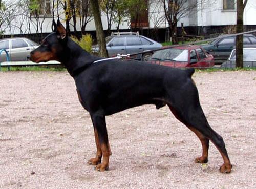 Ami Amber | Black Doberman Pinscher