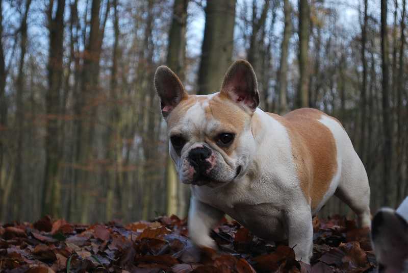 DEESSE DU VALLON DE BEAUMONT | French Bulldog 