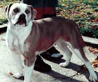 Ognibene's Fancy Pants | Olde English Bulldogge 