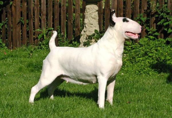 Ukusa Ultimate Joy | Bull Terrier 