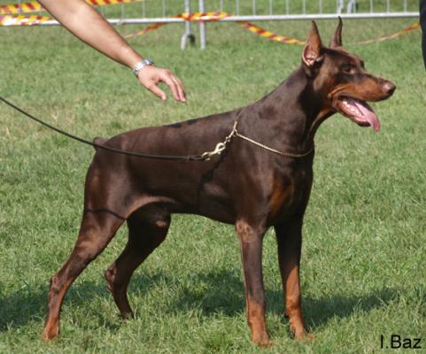 Connor de Enfasis | Brown Doberman Pinscher