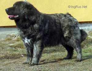 A YA UMNITSA IZ GRADA VELIKOGO (RUS) | Caucasian Mountain Dog 