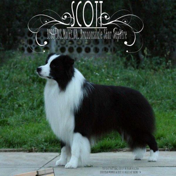 Brannasdale Star Saphire | Border Collie 