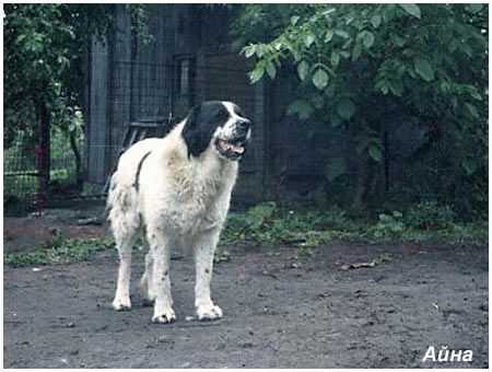 Ayna owner yarosh | Central Asian Shepherd Dog 