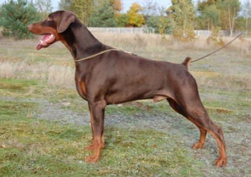 Tira Vento Malibu | Brown Doberman Pinscher