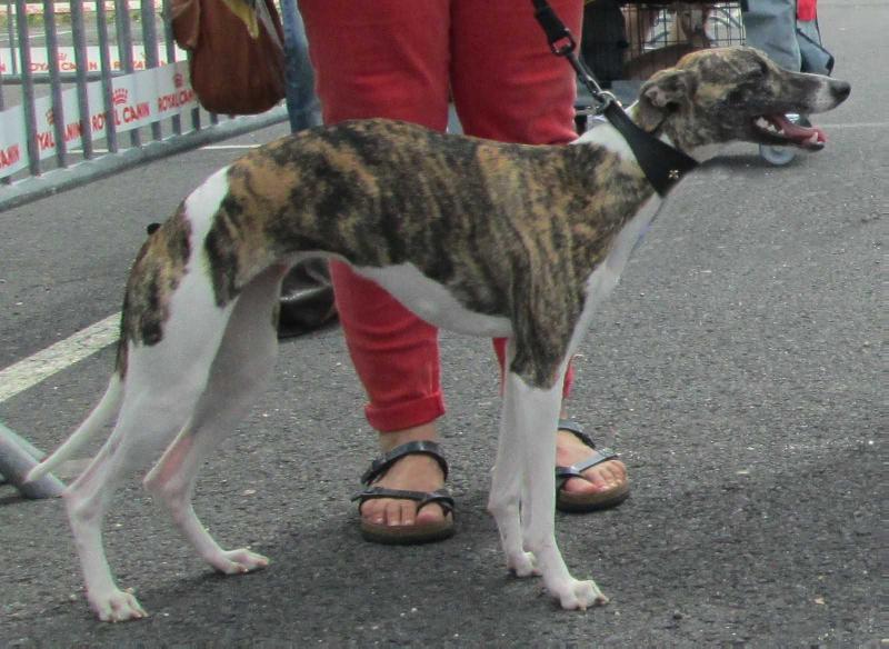 HOFFMANNS MÄRCHEN de la Côte des Lutins | Whippet 