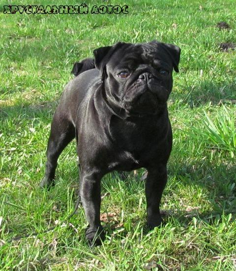 NOCHNOE TANGO TSARSTVO ZARI-EOS | Pug 