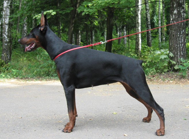 Gabriela Prinzessa | Black Doberman Pinscher