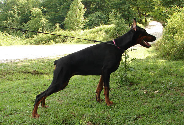 Sergius-Aleksandrija O'Nika | Black Doberman Pinscher