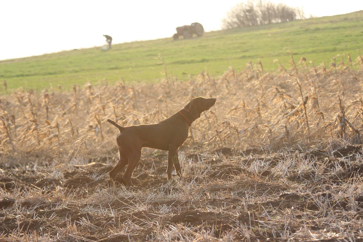 Lexus Del Cakic | German Shorthaired Pointer 