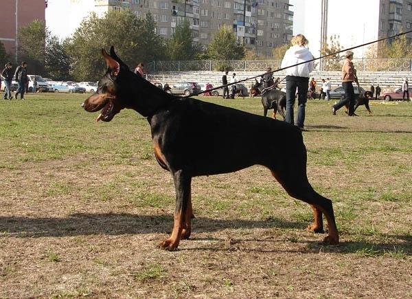 Sergius-Aleksandrija Ocharovanie Severa | Black Doberman Pinscher