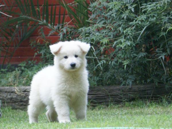 Swiss Edition Fairy Tale | White Swiss Shepherd Dog 