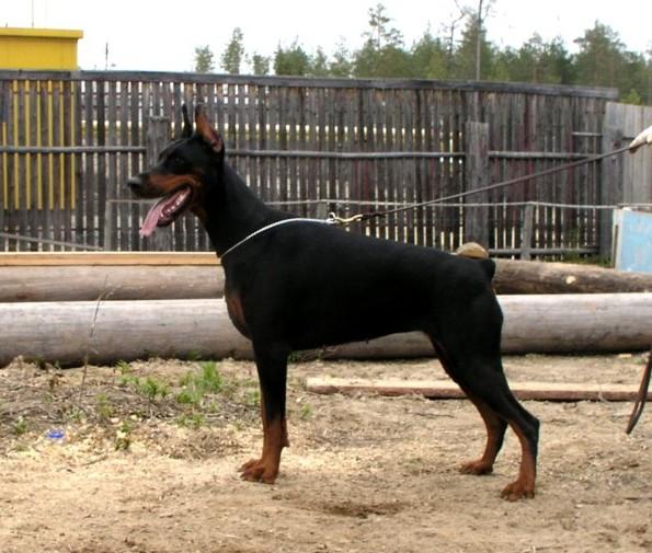 Sergius-Aleksandrija O'Adriana Prima | Black Doberman Pinscher