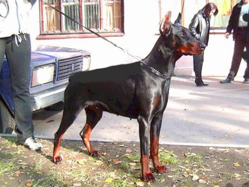 A'Donikons Optimistika | Black Doberman Pinscher