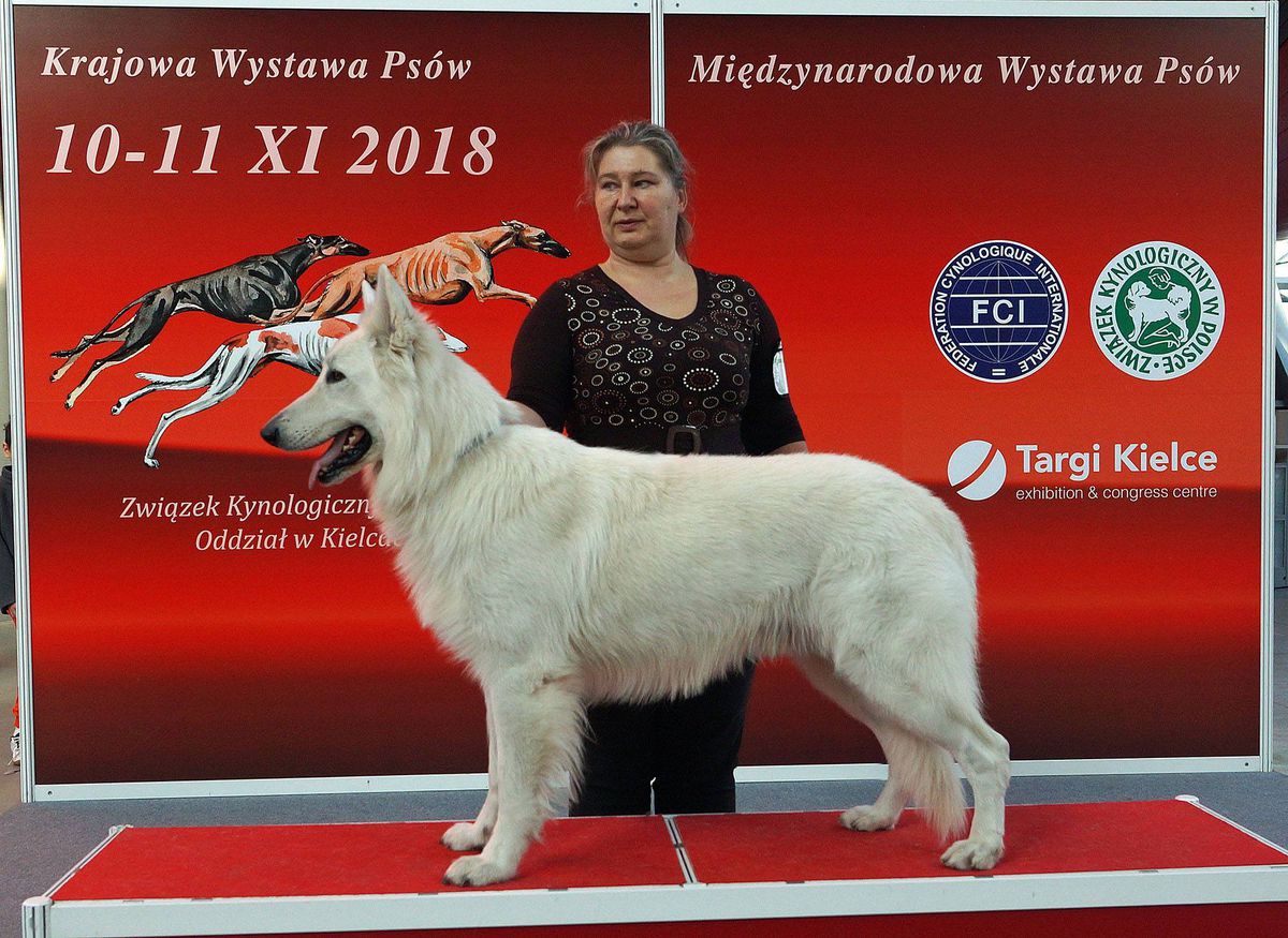 WHITE SILVER Jagodowe Bory | White Swiss Shepherd Dog 