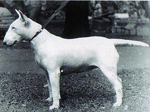 BACCARA VERVA | Bull Terrier 