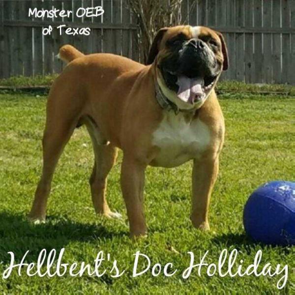 Hellbent's Doc Holliday | Olde English Bulldogge 